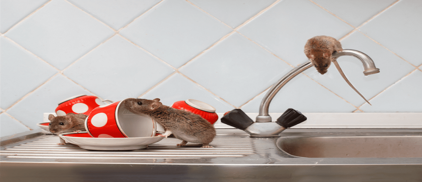 Rodent treatment Living pest control & Cleaning services